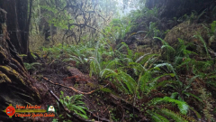 Redwoods-Natl-Park-Grove-of-the-Titans-Insta360-Ace-Pro-01-16-2024_000804_08