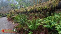 Redwoods-Natl-Park-Grove-of-the-Titans-Insta360-Ace-Pro-01-16-2024_000821_01