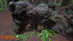 Redwoods-Natl-Park-Grove-of-the-Titans-Insta360-Ace-Pro-01-16-2024_000905_03