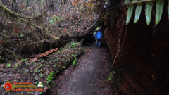 Redwoods-Natl-Park-Grove-of-the-Titans-Insta360-Ace-Pro-01-16-2024_000944_04