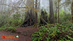 Redwoods-Natl-Park-Ladybird-Insta360-Ace-Pro-01-17-2024_000057_01