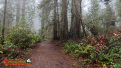 Redwoods-Natl-Park-Ladybird-Insta360-Ace-Pro-01-17-2024_000141_01