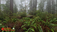 Redwoods-Natl-Park-Ladybird-Insta360-Ace-Pro-01-17-2024_000213_02