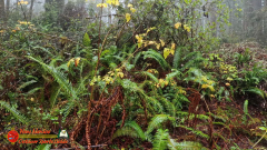 Redwoods-Natl-Park-Ladybird-Insta360-Ace-Pro-01-17-2024_000224_03