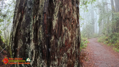 Redwoods-Natl-Park-Ladybird-Insta360-Ace-Pro-01-17-2024_000301_01