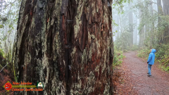 Redwoods-Natl-Park-Ladybird-Insta360-Ace-Pro-01-17-2024_000306_02