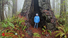 Redwoods-Natl-Park-Ladybird-Insta360-Ace-Pro-01-17-2024_000327_01