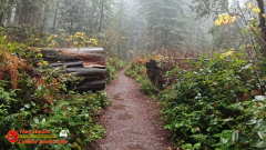 Redwoods-Natl-Park-Ladybird-Insta360-Ace-Pro-01-17-2024_000405_01