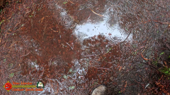 Redwoods-Natl-Park-Ladybird-Insta360-Ace-Pro-01-17-2024_000422_02