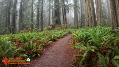 Redwoods-Natl-Park-Ladybird-Insta360-Ace-Pro-01-17-2024_000441_01