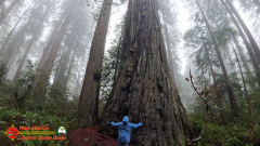 Redwoods-Natl-Park-Ladybird-Insta360-Ace-Pro-01-17-2024_000514_02