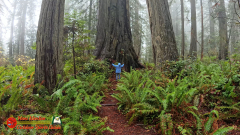 Redwoods-Natl-Park-Ladybird-Insta360-Ace-Pro-01-17-2024_000537_03