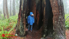 Redwoods-Natl-Park-Ladybird-Insta360-Ace-Pro-01-17-2024_000551_04