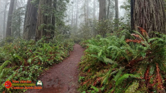 Redwoods-Natl-Park-Ladybird-Insta360-Ace-Pro-01-17-2024_000604_05