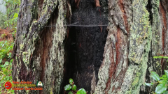 Redwoods-Natl-Park-Ladybird-Insta360-Ace-Pro-01-17-2024_000635_06