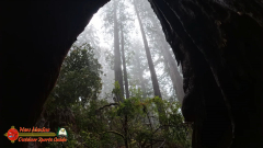 Redwoods-Natl-Park-Ladybird-Insta360-Ace-Pro-01-17-2024_000720_02