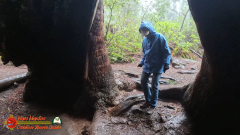 Redwoods-Natl-Park-Ladybird-Insta360-Ace-Pro-01-17-2024_000808_01