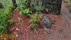 Redwoods-Natl-Park-Ladybird-Insta360-Ace-Pro-01-17-2024_000826_03