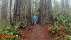 Redwoods-Natl-Park-Ladybird-Insta360-Ace-Pro-01-17-2024_000843_04