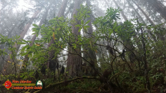 Redwoods-Natl-Park-Ladybird-Insta360-Ace-Pro-01-17-2024_000859_05