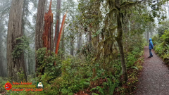 Redwoods-Natl-Park-Ladybird-Insta360-Ace-Pro-01-17-2024_000931_06