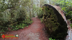 Redwoods-Natl-Park-Ladybird-Insta360-Ace-Pro-01-17-2024_000950_07
