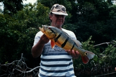 Renaldo_Peacock_1
