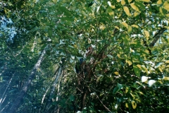 Rio_Negro_Howler_Monkey