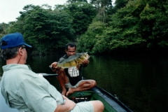 Rio_Negro_Pat_Guide_Peacock