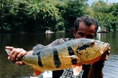 Rio_Negro_Peacock