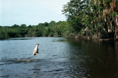 Rio_Negro_Peacock_Jumping