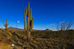 Saguaro-Garden-Lumix-FZ80-01-08-2020-Darktable-P1000361