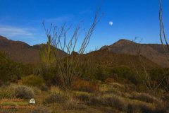 Saguaro-Garden-Lumix-FZ80-01-08-2020-Darktable-P1000365