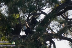Bald-Eagle-Nesting-Exchange-Shakett-Creek-Lumix-FZ80-11-28-2019