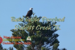 Bald-Eagle-Perched-Shakett-Creek-FZ80-11-28-2019