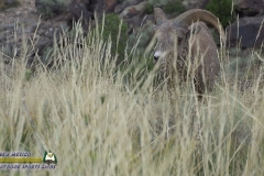 Bighorn-Sheep-mpv-shot0001