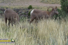 Bighorn-Sheep-mpv-shot0002