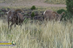Bighorn-Sheep-mpv-shot0003