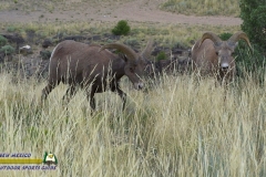 Bighorn-Sheep-mpv-shot0004