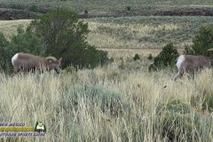 Bighorn-Sheep-mpv-shot0005