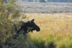 Moose Cow Grand Tetons National Park