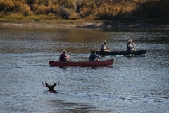 OLYMPUS IMAGING CORP.