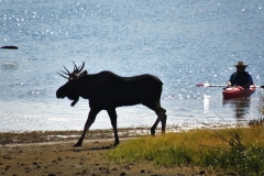 OLYMPUS IMAGING CORP.