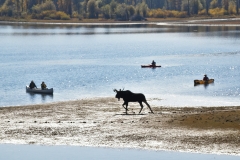 OLYMPUS IMAGING CORP.