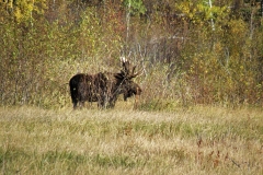 OLYMPUS IMAGING CORP.