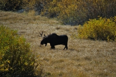 OLYMPUS IMAGING CORP.