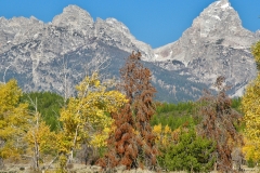 OLYMPUS IMAGING CORP.