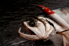Rio_Paragua_Payara_Fishing_2