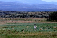 Antelope-FZ2500-Walden-CO-08-21-2021-P1080460