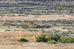 Antelope-FZ2500-Walden-CO-08-21-2021-P1080461